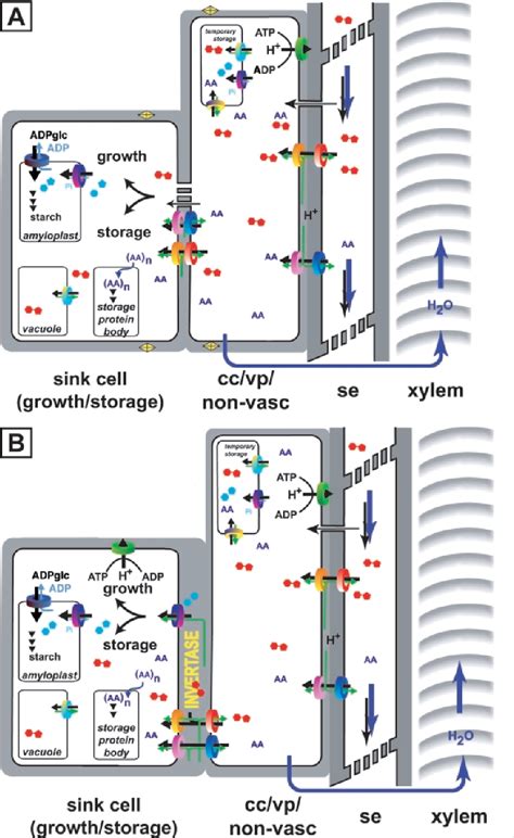 phloem sucrose loading | Semantic Scholar