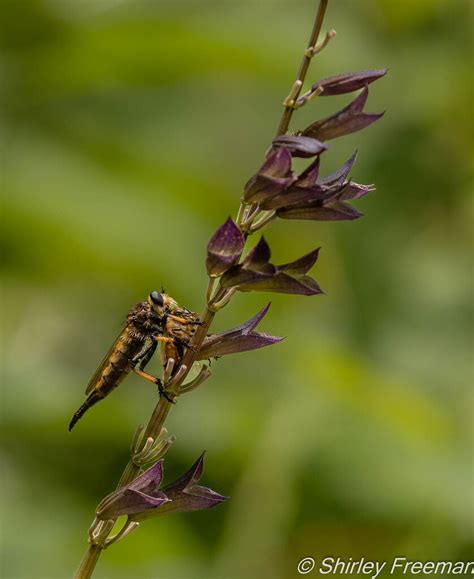 Having Lunch Macro Close Up Critiques Nature Photographers Network