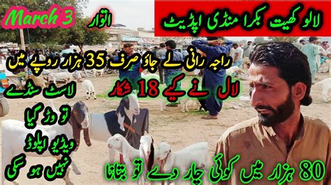 Lalukhate Bakra Mandi Latest Update 3 Mar 2024 Bakra Mandi Goat Farm