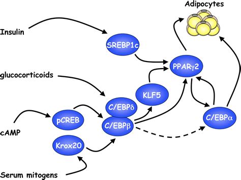 Transcriptional Control Of Adipocyte Formation Cell Metabolism