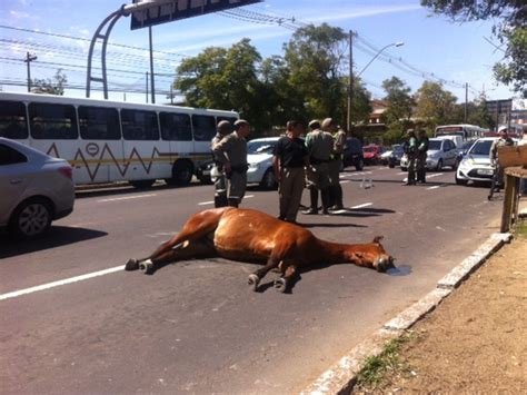 G Cavalo Da Bm Morre Atropelado Na Avenida Ipiranga Em Porto Alegre