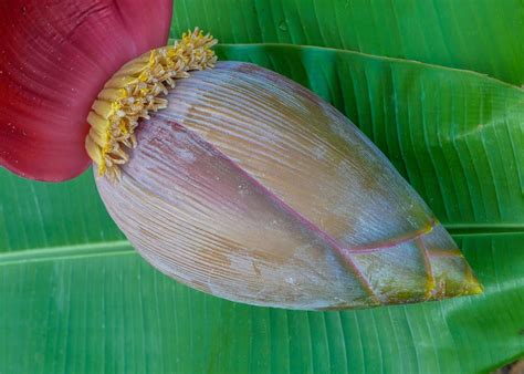 Banana Tree Flowering Stages Follow The Journey Of Growth