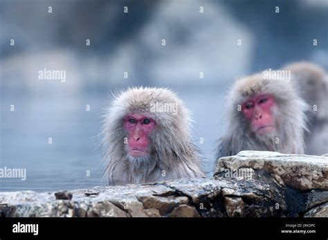 Japanese Macaque Or Snow Japanese Monkey In Onsen Macaca Fuscata
