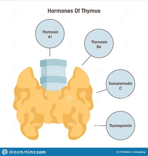 Thymus Hormones. Endocrine System Organ Producing Hormones Vector Illustration | CartoonDealer ...