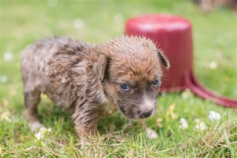 Carrapatos Em Cachorro Filhote Saiba O Que Fazer Petlove