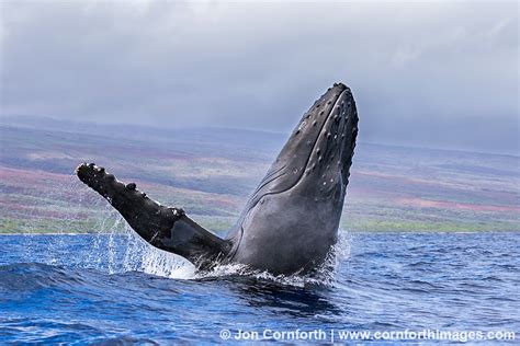 Humpback Whale Breach 240 Photo, Picture, Print | Cornforth Images