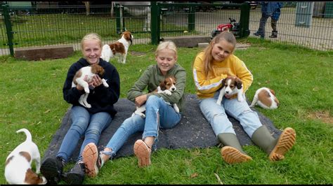 Roel Neemt Een Kijkje 7 Kooiker Puppy S Op Kinderboerderij De