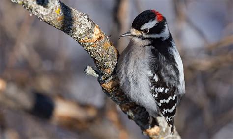 The 9 Woodpeckers of Wisconsin (Pictures) - Unianimal