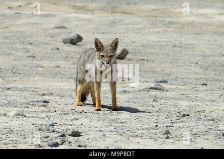 El Zorro Gris Sudamericano Lycalopex Griseus Tambi N Es Conocido Como