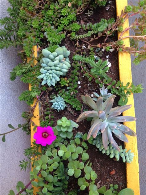 An Assortment Of Succulents And Plants In A Yellow Planter