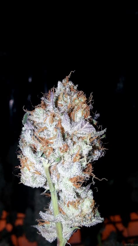 Lemon Alien Dawg By Alien Genetics Seedfinder Strain Info