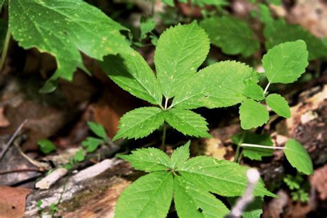 What Does A Ginseng Plant Look Like Wild Ozark Ginseng Nursery And Habitat Education