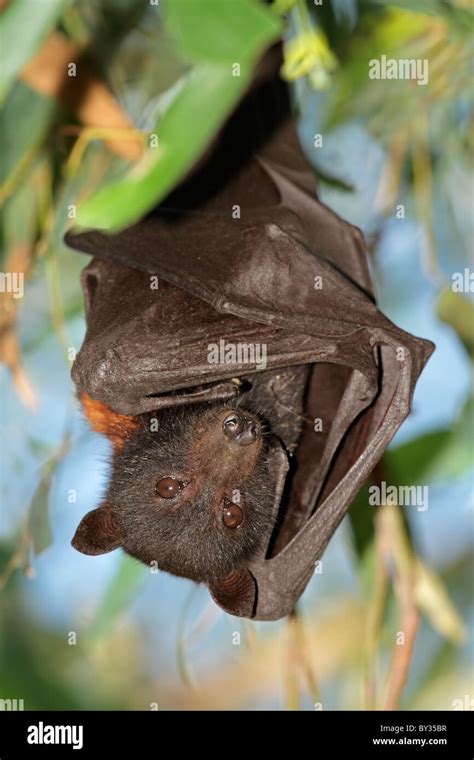 Black Flying Fox Pteropus Alecto Kakadu National Park Northern