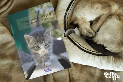 7 Helpful Tips For Bringing Home A New Kitten • 2023 Ruffle Snuffle