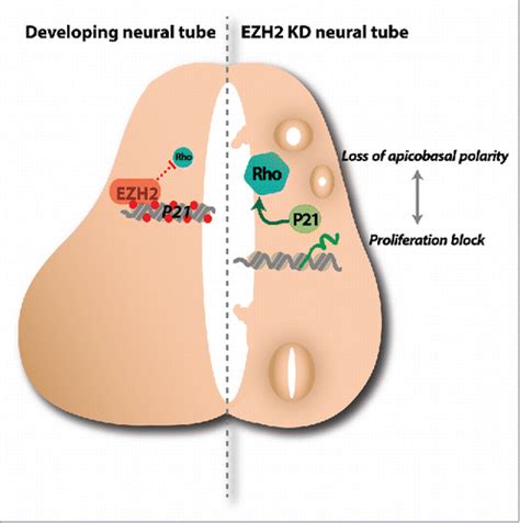 Full Article EZH2 Orchestrates Apicobasal Polarity And Neuroepithelial