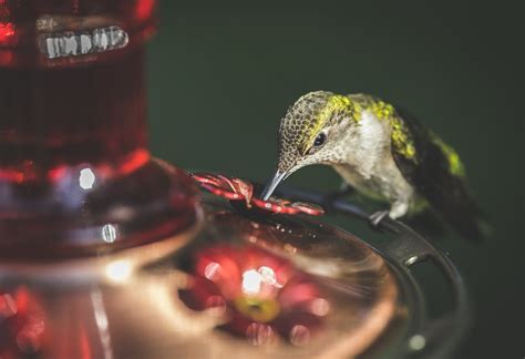 A Ruby-throated Hummingbird drinking Water · Free Stock Photo