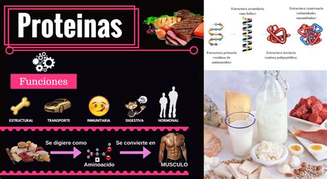 Las Proteínas Concepto Y Para Qué Sirven El Popular