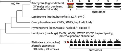 Insect Phylogeny And Sex Chromosomes Evolutionary Relationships And Download Scientific