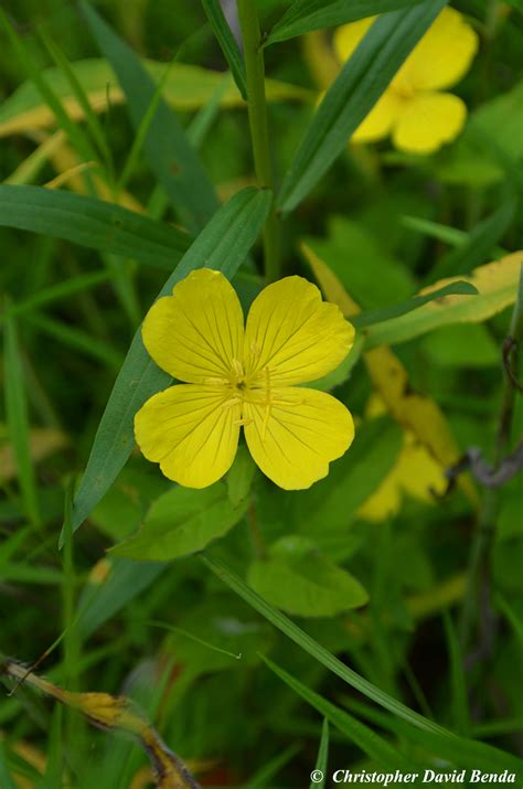 Oenothera pilosella | Illinois Botanizer