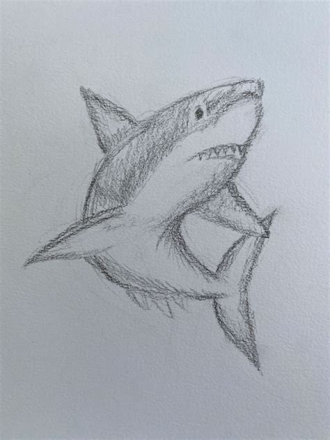 Sketch Of A Shark En Requin Dessin Dessin Nature Dessin