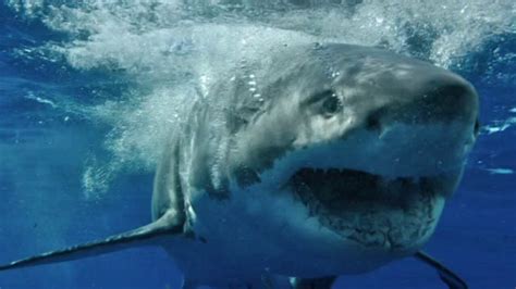 Great White Sharks Spotted By Mass Police Swimming Off Cape Cod Beaches