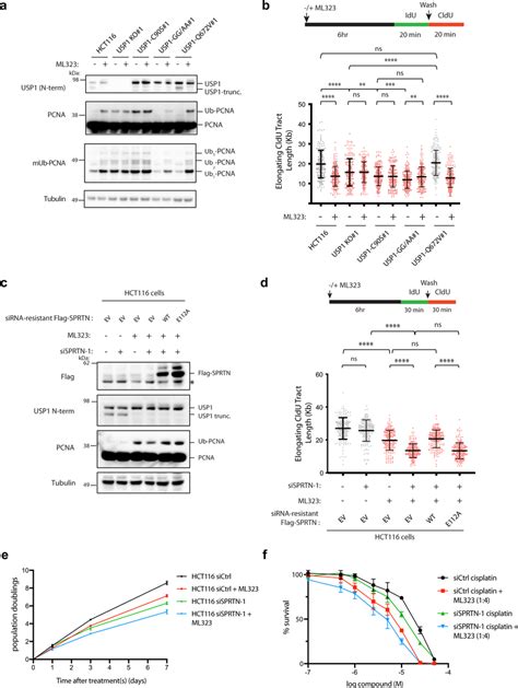 Ml Treatment Prevents Usp Autocleavage And Sensitizes Cells To Dna