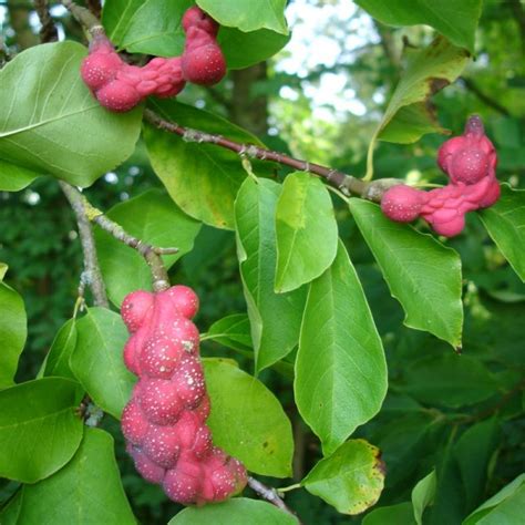 Magnolia kobus