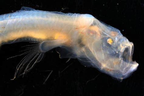 Australian Expedition Discovers Wealth Of Deep Sea Creatures