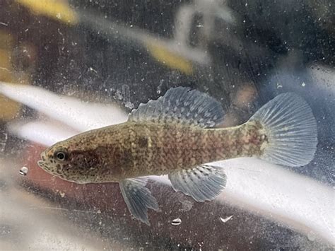 Banded Pygmy Sunfish Elassoma Zonatum · Inaturalist