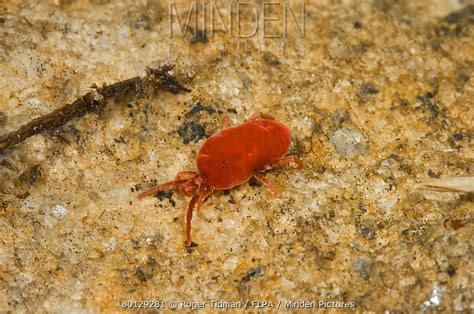 Velvet Mite Stock Photo Minden Pictures