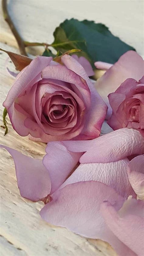 Mai 🙏💕🌹🌼🌸🦋 On Twitter Beautiful Flowers Wallpapers Beautiful