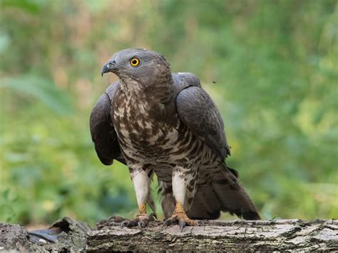 Birds of Prey in the UK (Complete Guide) | Birdfact
