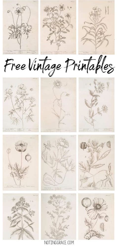 Free Vintage Printable Artwork Free Printable Art Vintage Drawing