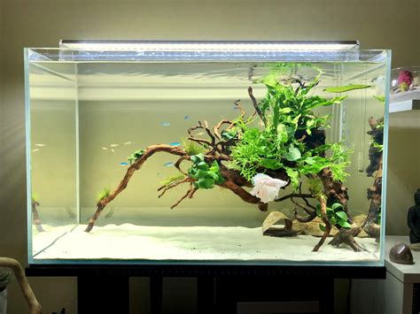 Just Redid My My First No Soil Aquascape Using Java Fern Anubias And