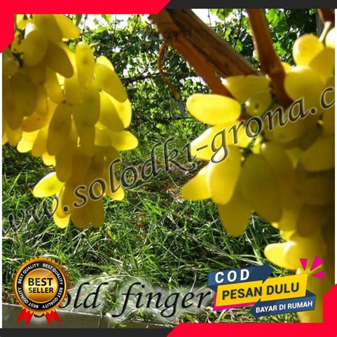 Bibit Anggur Import Gold Finger 100 Hasil Grafting I Pusat Tanaman