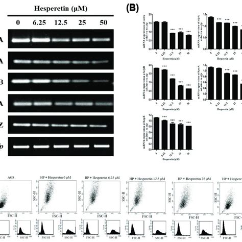 Downregulation Of The Inhibitory Effect Of Hesperetin On The Expression