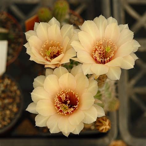 Echinopsis Hybrid La Reina India S 1 Online Garden Store Buy