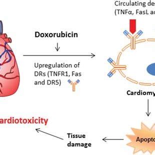 Trail Augments Doxorubicin Induced Alterations In Electrophysiological