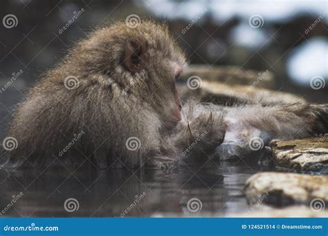 Snow Monkeys Japanese Macaques Bathe In Onsen Hot Springs Of Nagano Japan Stock Photo Image