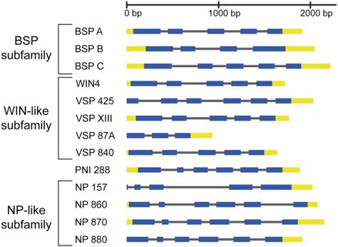 Intron Exon Structure For Np Like Genes In Populus Trichocarpa A Download Scientific Diagram