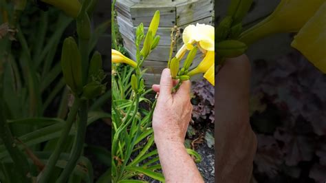 Lilies Harvesting Seeds Cleaning Them Up And Helping To Bloom