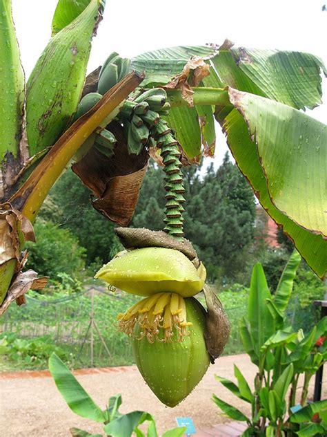 Musa Basjoo Basjoo Banana Tree Hardy Banana Hardy Fiber Banana