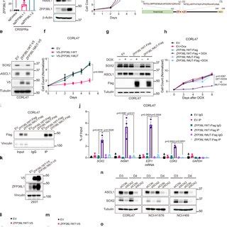 Zfp L Blocks Neuroendocrine Differentiation And Proliferation In Sclc