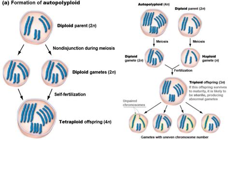 Autopolyploidy Diagram | Quizlet