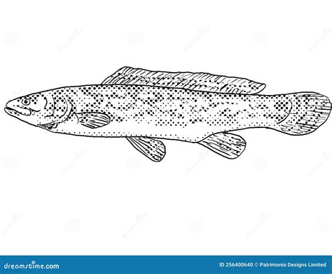 Bowfin Or Amia Calva Freshwater Fish Cartoon Drawing Stock Illustration