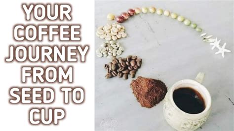 Your Coffee Journey From Seed To Cup Coffee Cultivation Process