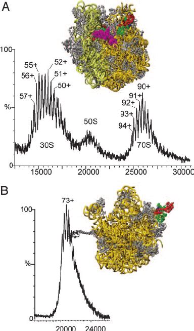 Mass Spectra Of 70s And 50s Subunits Of Ribosomes From Thermus Download High Resolution