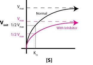 Mcat Enzyme Kinetics Graphs Flashcards Quizlet