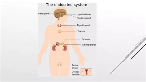 Introduction To Endocrine System Ppt