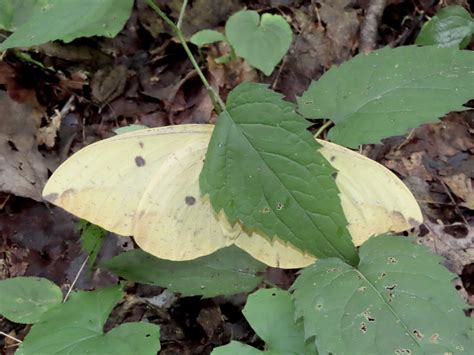 Maryland Biodiversity Project Record Id